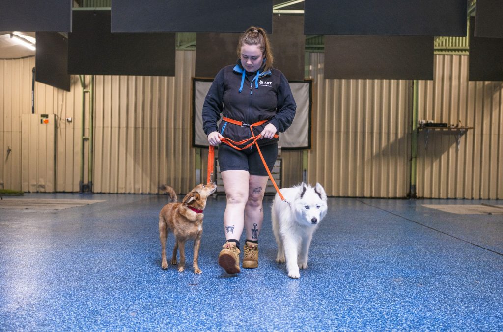 PawFect Pair- A Workshop for Multi-dog homes with two dogs or more! 3 two dogs