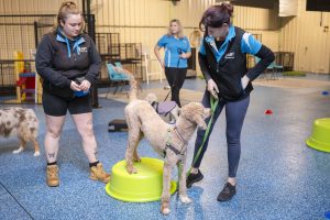 Dog Training Group Classes
