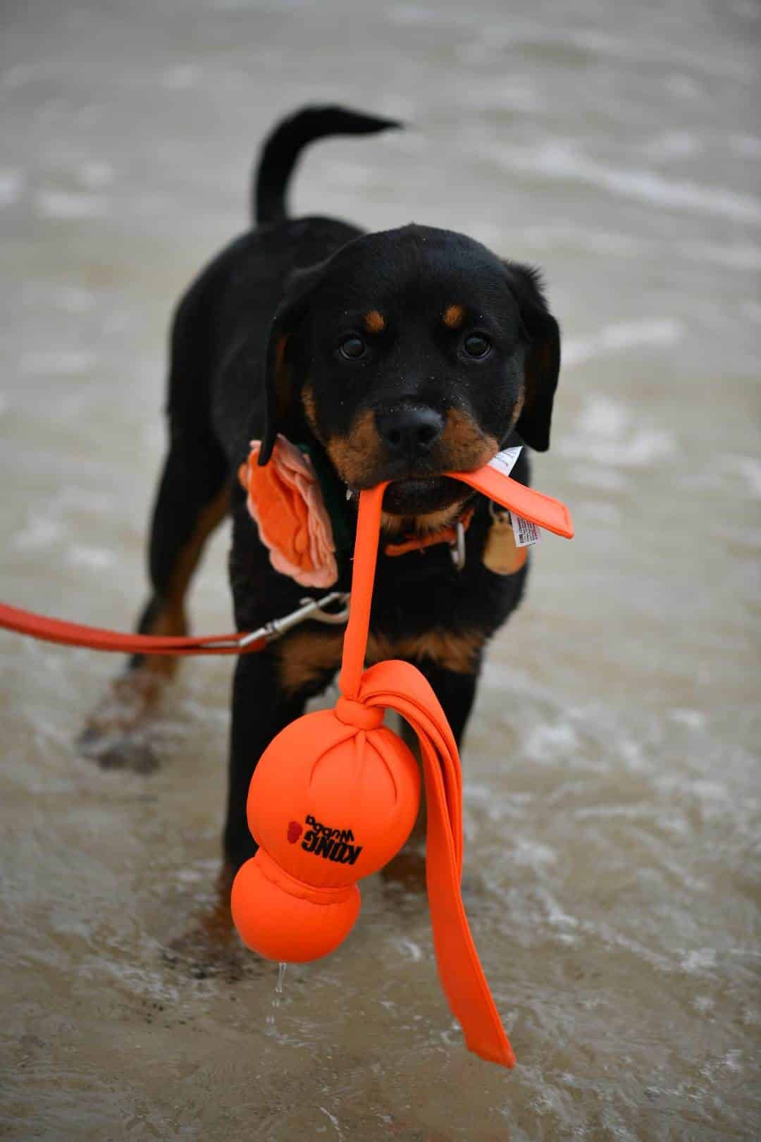 Wet Wubba - Water Proof Fun 2 Wet Wubba