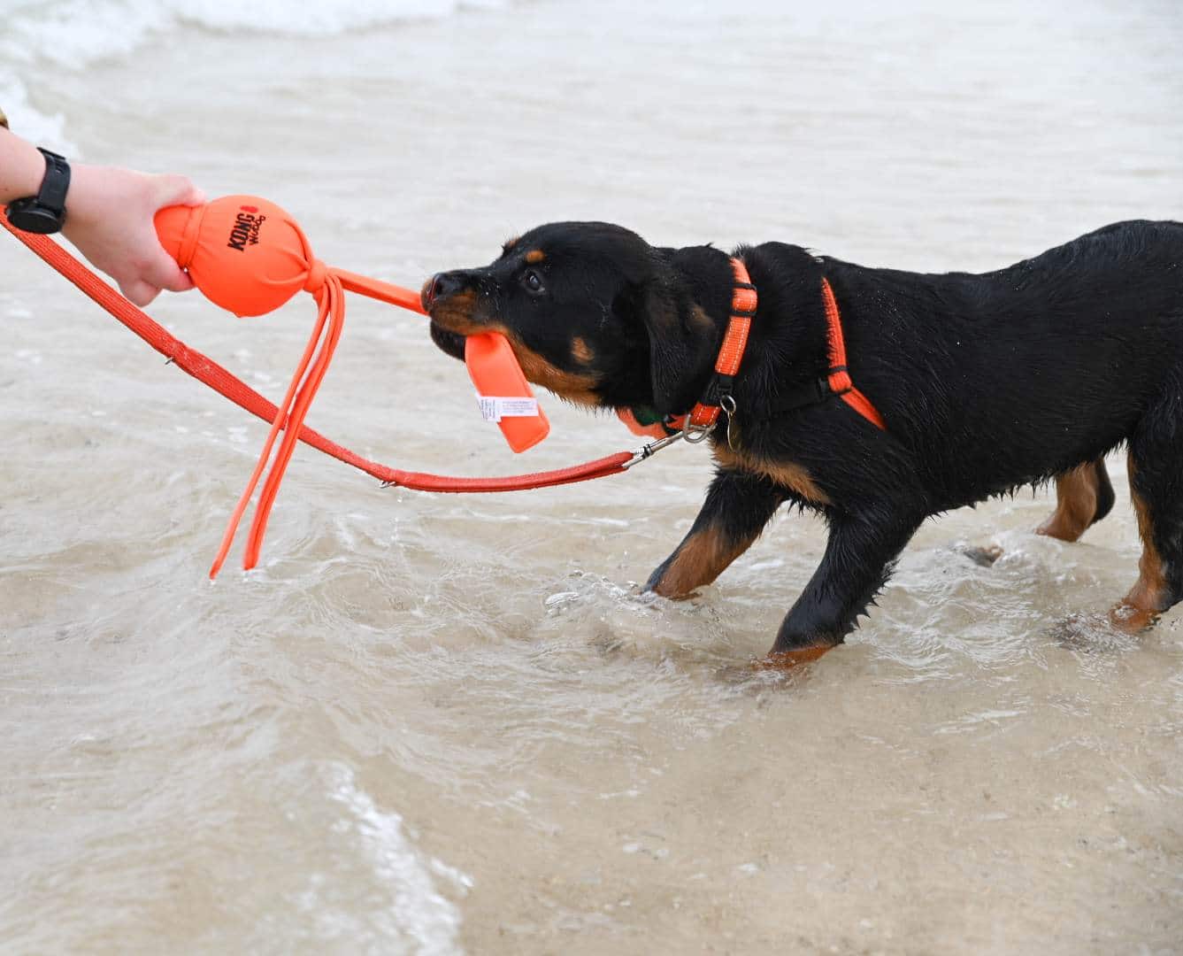 Wet Wubba - Water Proof Fun 3 A rottweiler dog pulling tight on a tug toy while at the beach with their owner