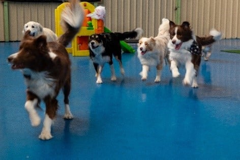 Doggy Daycare: 1 doggy daycare doggy daycare