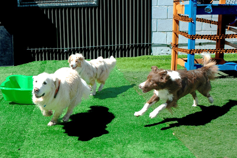 Doggy Daycare: 2 doggy daycare doggy daycare