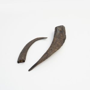 Goat Horn