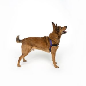 Front Attach Harness