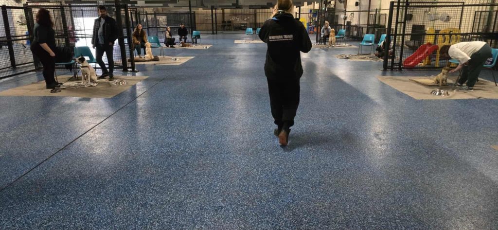 Drop in Class - Group Dog Training Classes 6 Group Dog Training