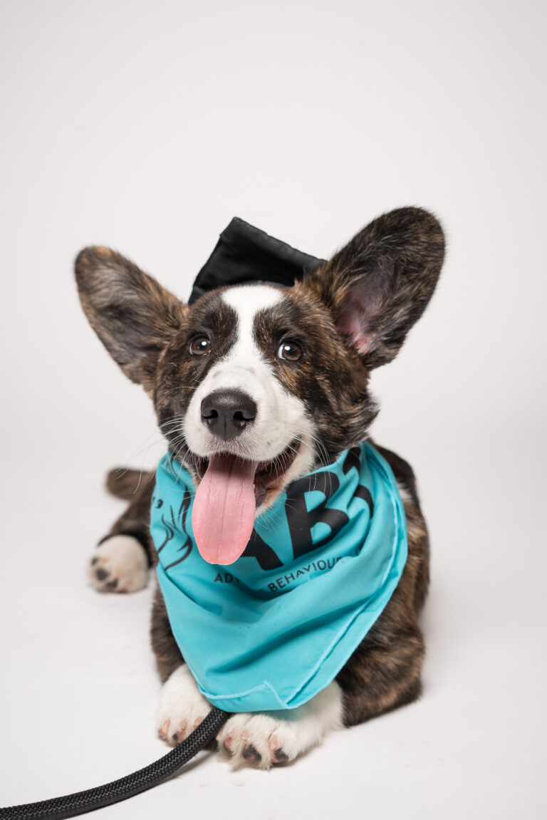 a corgi puppy on a white background. They are wearing a graduation cap and a bandana that says ABT