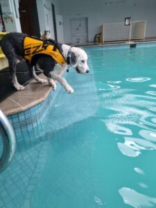 a sheepdog in a yellow life jacket prepares to step into a pool