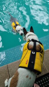 a dog in a life jacket looks on at another dog in a life jacket in a pool