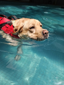a labrador in a red life jacket swimming in a pool