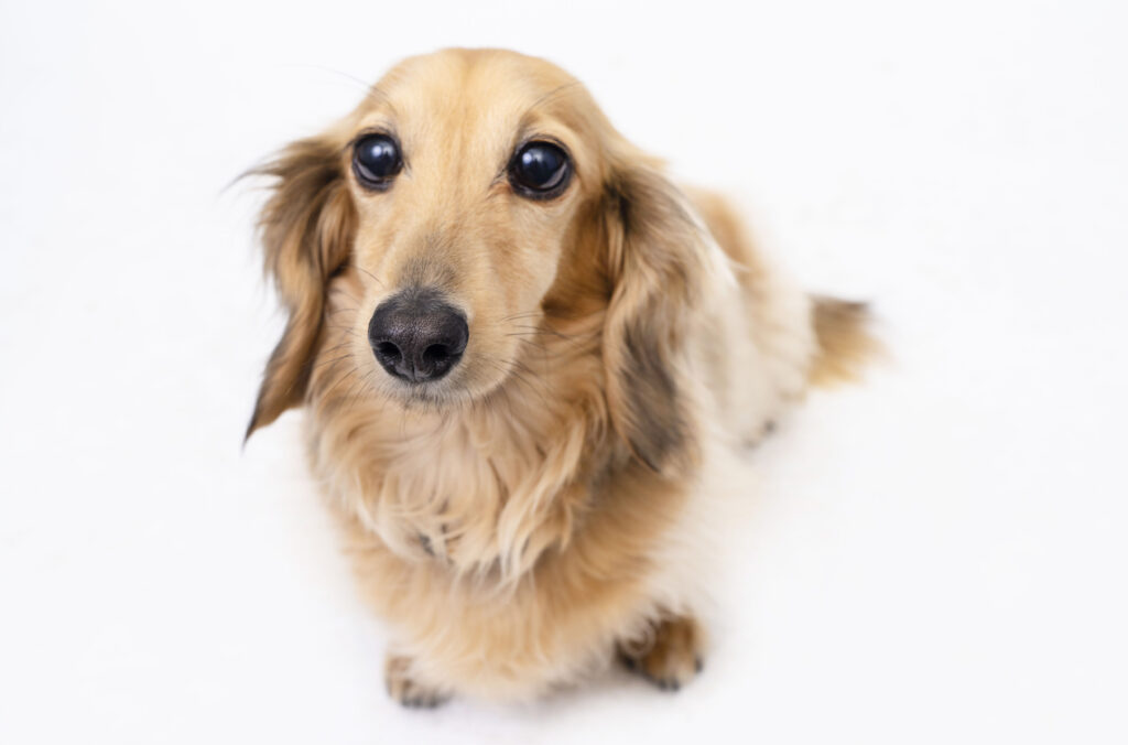 Puppy Training- K9 Kindy Flexi-booking program! - Grooming & Handling Training 5 a young dachshund puppy on a white background