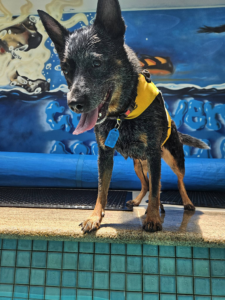 a blue heeler in a yellow lifejacket around a pool