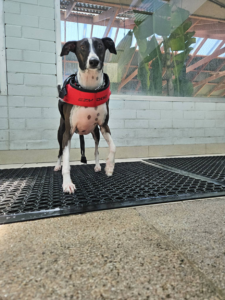 an italian greyhound in a red life jacket
