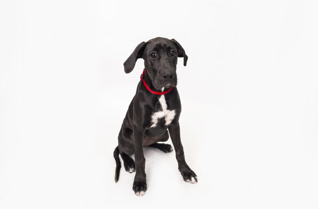 Puppy Training- K9 Kindy Flexi-booking program! Impulse control week 5 a young black puppy with a red collar sitting on a white background