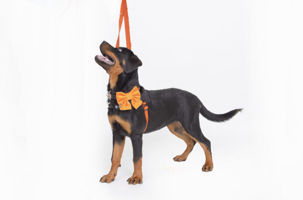 Puppy Training- K9 Kindy Flexi-booking program! Manners week 1 a rottweiler puppy on a harness and lead with an orange bow on a white background