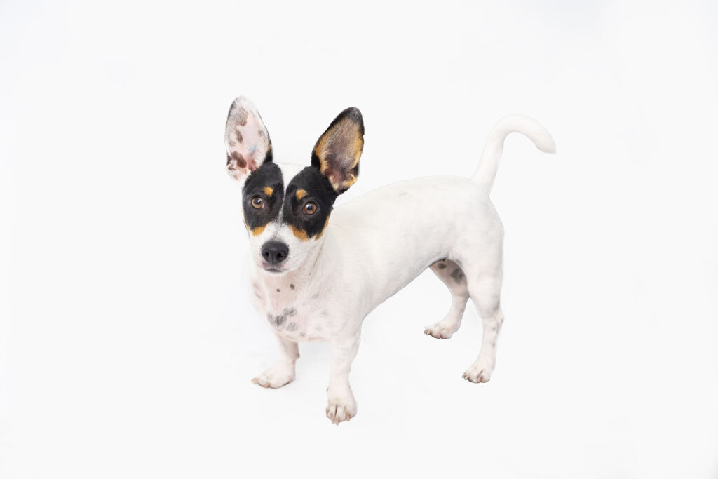 Puppy Training- K9 Kindy Flexi-booking program! - Problem Prevention week 2 A young terrier dog against a white background