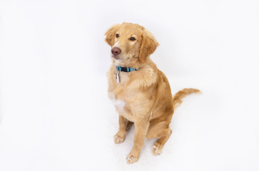 Puppy Training- K9 Kindy Flexi-booking program! Play & Confidence week 9 a yellow puppy sits on a white background