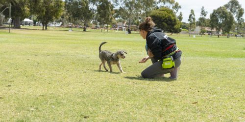 Off Lead Dog Training